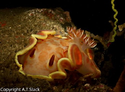 juvenile spanish dancer by Adrian Slack 
